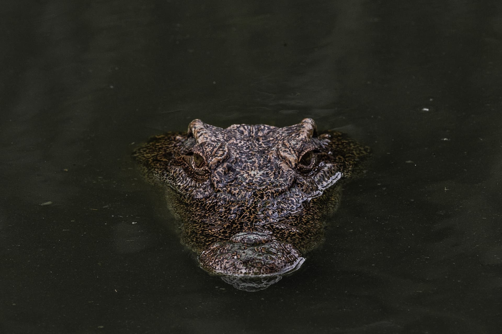 En busca de los cocodrilos perdidos