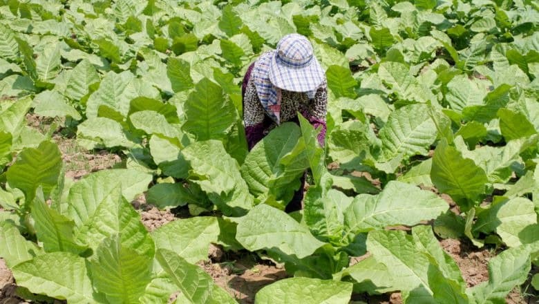 Los campos de tabaco de Kampong Cham