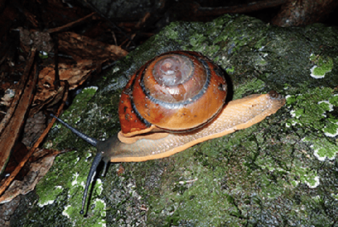 Redescubrimiento milagroso en Cambodge de una especie en peligro crítico de extinción