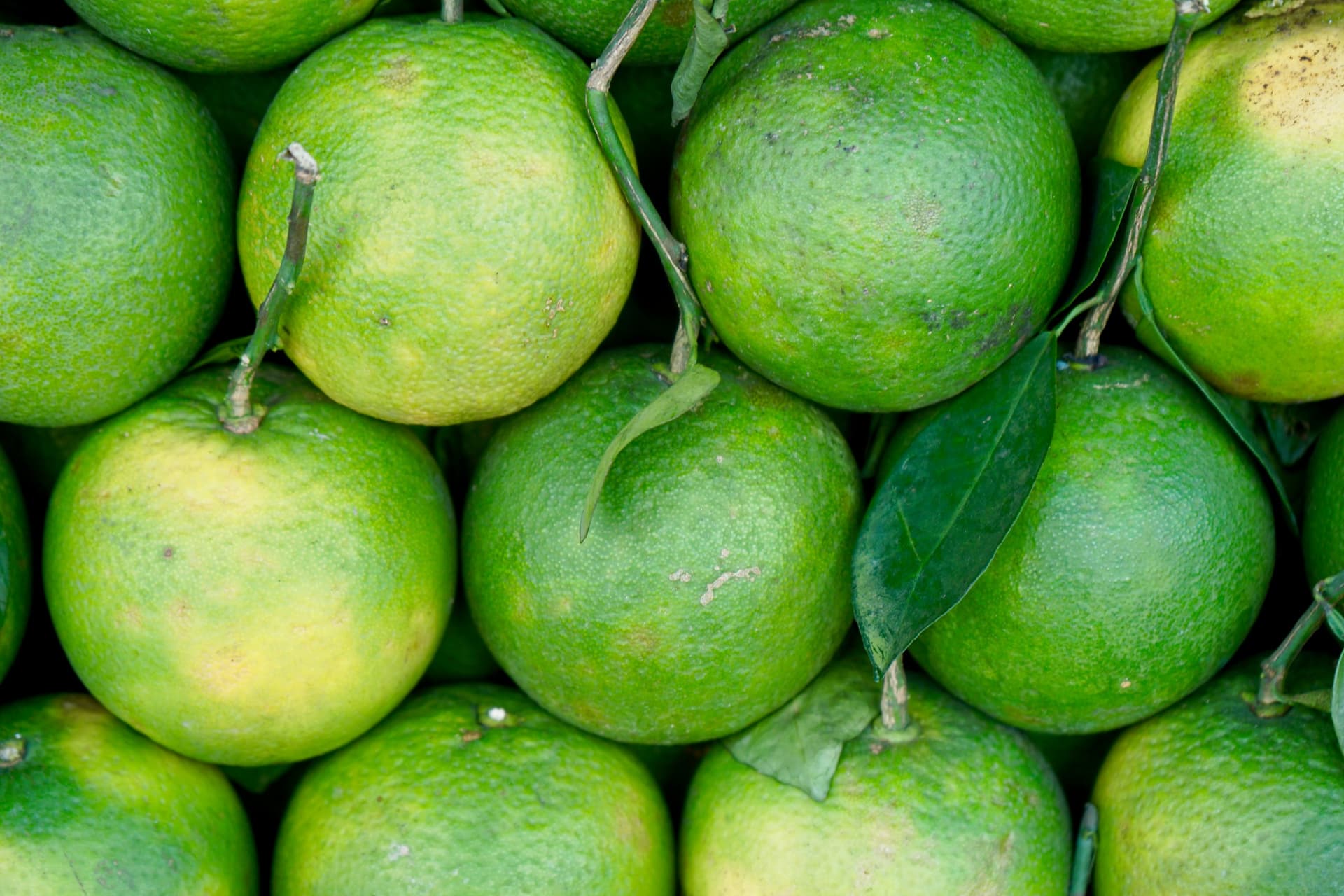 Recoger las naranjas verdes de Pursat