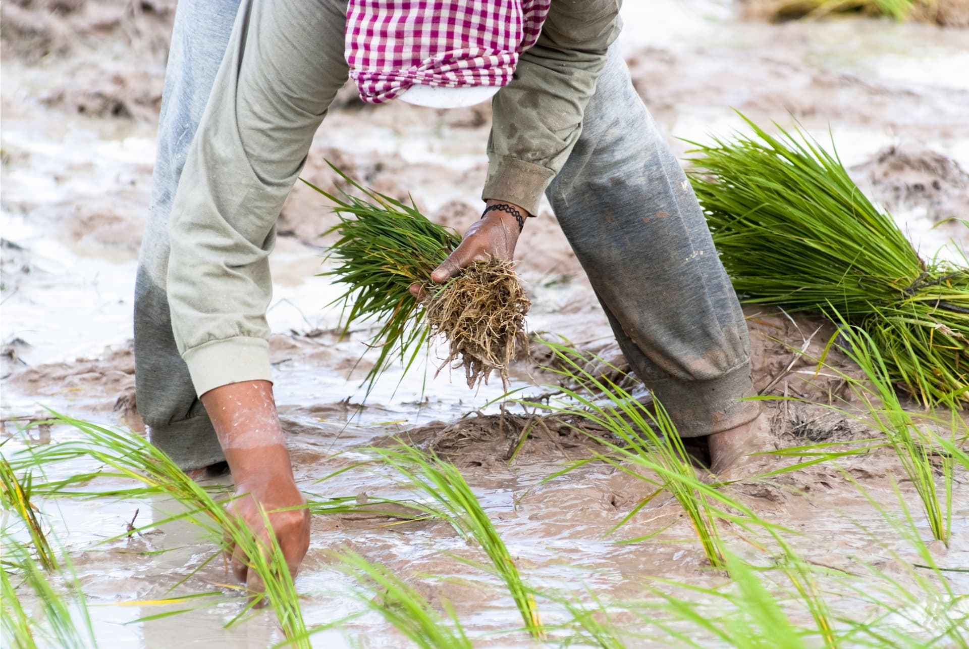 Aumento del 6% en la exportación de arroz descascarillado camboyano