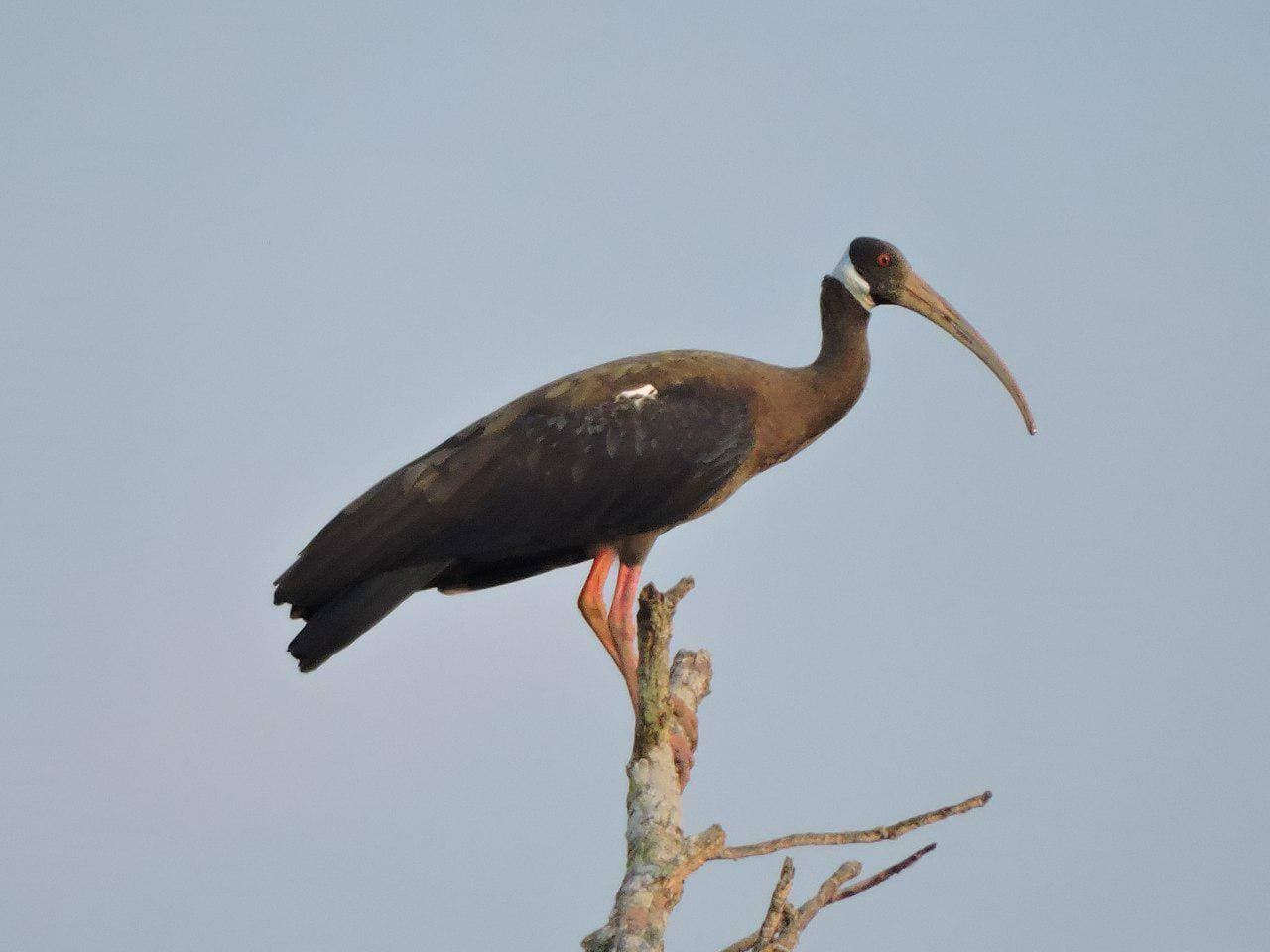 La ONG BirdLife Cambodia presenta sus resultados 2018 sobre la protección de aves en Cambodge